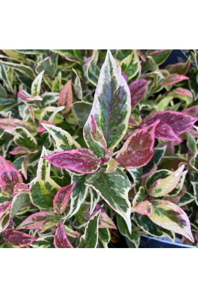 Купить саженец Леукотое Фаерстар